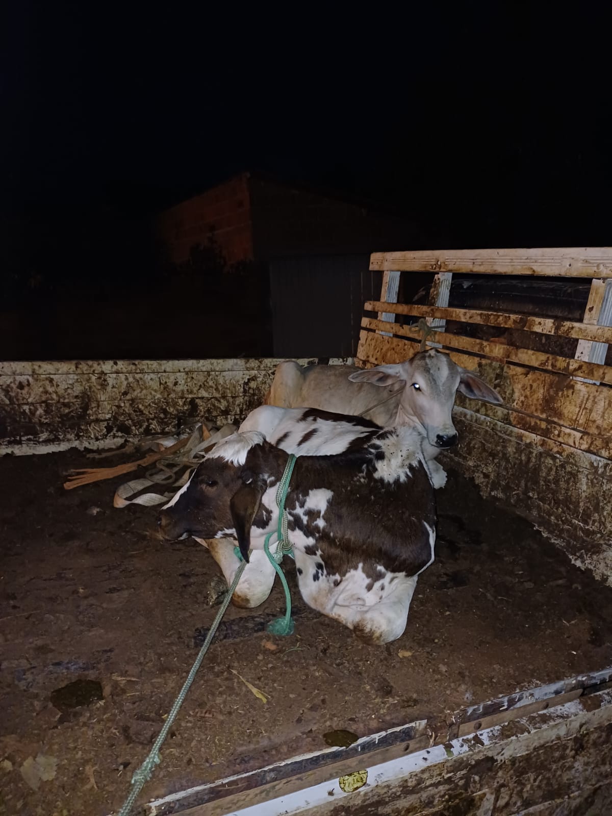 animais 02