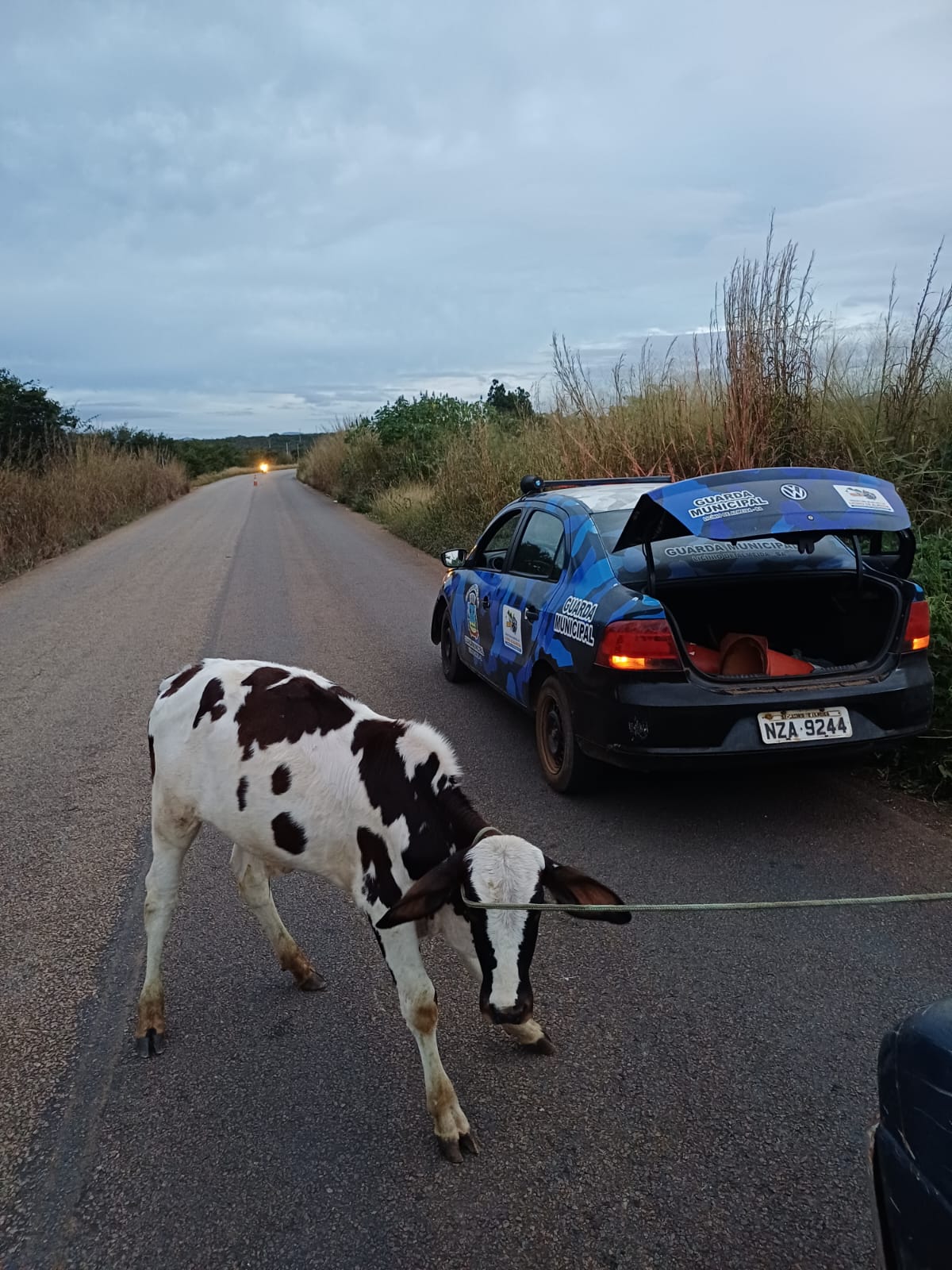 animais 03