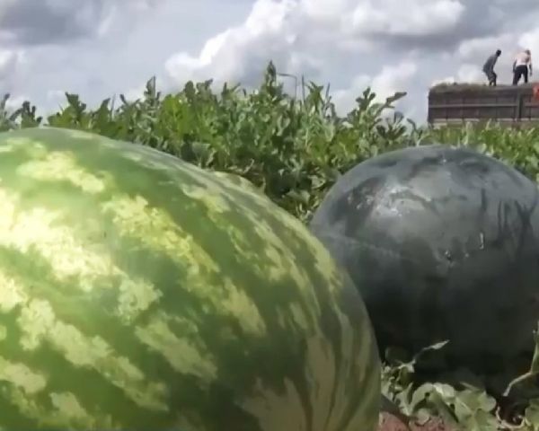 Melancia com sementes comestíveis e casca escura se destaca no mercado da Bahia