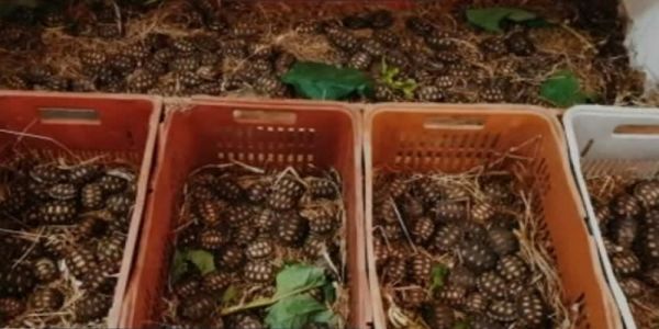 Mais de 1.200 jabutis, iguanas e aves apreendidos em MG e SP são levados a centro ambiental na Bahia