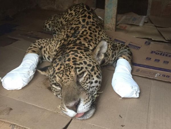 Fogo atinge parque no Pantanal de MT onde há maior concentração de onças-pintadas no mundo