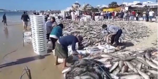 Vídeo: Praia coberta por tainhas em SC impressiona internautas