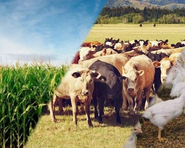 Do 3º ao 1º lugar: Após um ano, São Desidério, na BA, lidera ranking de cidades