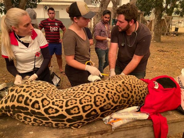 Voluntários lutam para salvar animais feridos no Pantanal