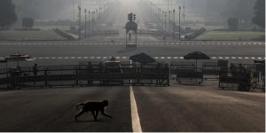 Macacos pegam amostras de sangue com coronav&iacute;rus na &Iacute;ndia