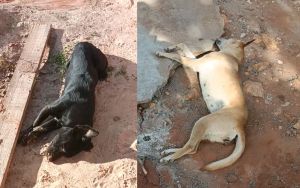 SIL&Ecirc;NCIO E VENENO: NOVA ONDA DE MAUS-TRATOS ASSOMBRA A COMUNIDADE DE SACO DA ON&Ccedil;A