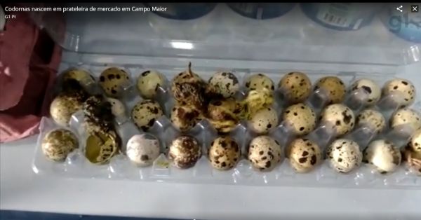 Piauí: Codornas nascem em prateleira de mercado e surpreendem gerente