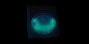 Pseudomonas aeruginosa: o que &eacute; a bact&eacute;ria encontrada em lote de &aacute;gua Crystal e em produtos da Yp&ecirc;
