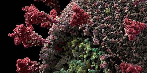 Novo coronavírus atinge o músculo do coração e inflamação é encontrada semanas após recuperação da C