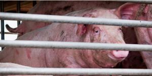 Novo v&iacute;rus da gripe com 'potencial pand&ecirc;mico' &eacute; encontrado na China