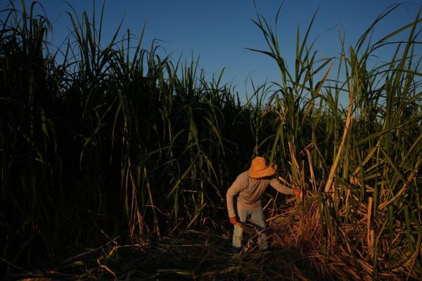 o desafio de quem corta cana sob 40&deg;C e come&ccedil;a o trabalho &agrave;s 4h para fugir do sol
