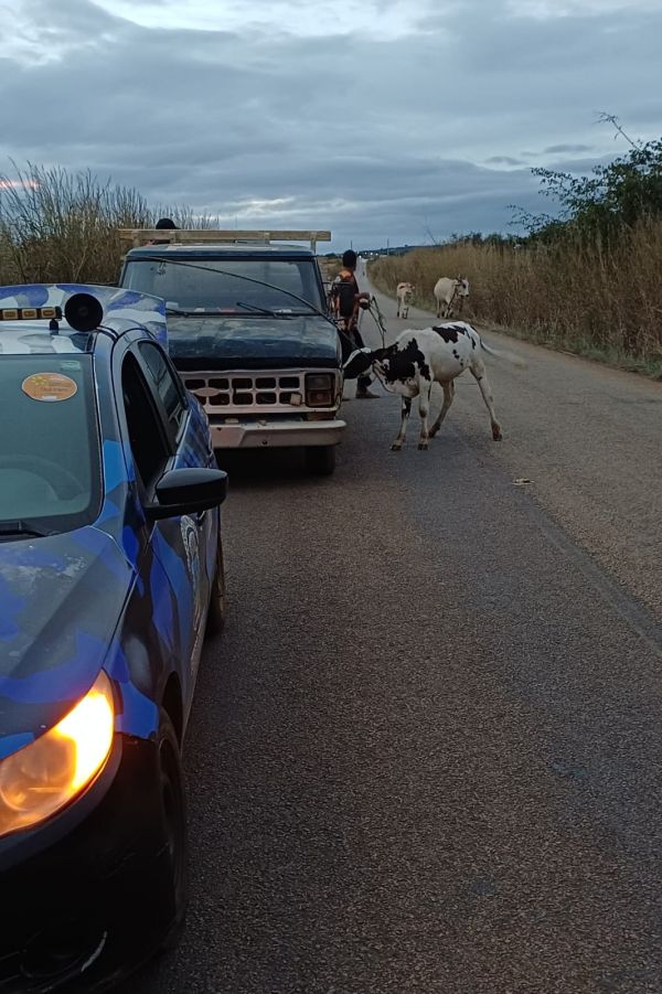 Perigo nas Estradas: Guarda Municipal e Vigil&acirc;ncia Sanit&aacute;ria Apreendem Gado Solto em Lic&iacute;nio de Alme