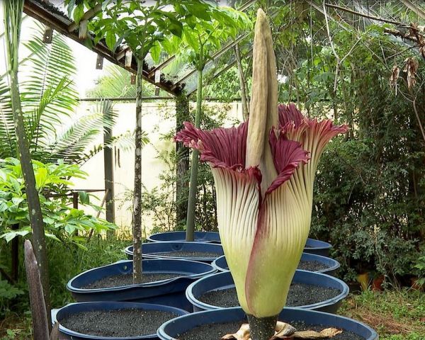 Flor &#039;gigante&#039; com cheiro de carne podre espanta curiosos em Batatais: &#039;pessoal tira foto e sai corr