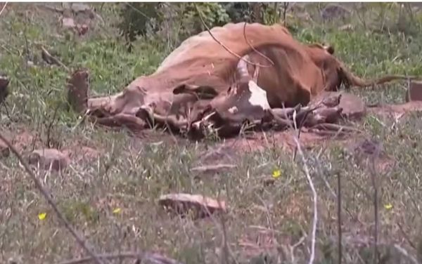 Estiagem prolongada prejudica plantações e provoca morte de animais na zona rural de Feira de Santan