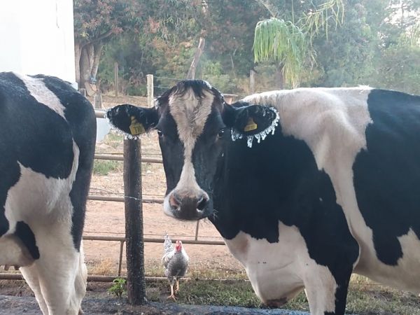 Prejuízos das lavouras com a geada e mais notícias da semana no campo