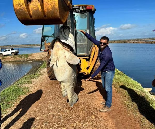 Peixe de quase 200 quilos é encontrado em fazenda de produção de camarão do RN