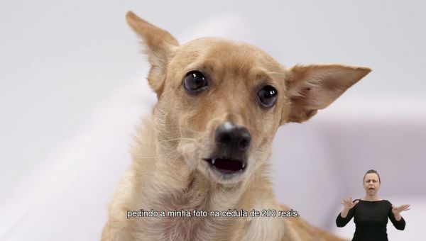 Vídeo: Vira-lata caramelo &#039;anuncia&#039; chegada da nota de R$ 200 em campanha do BC.